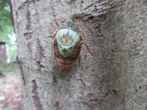 虫たち 町田市子ども創造キャンパスひなた村